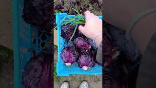 récolte du tonnerre #campagne #maman #recette #vlog #potager