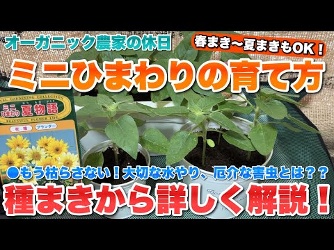 ヒマワリの種まきと植え付け:こうやって行われます 植物