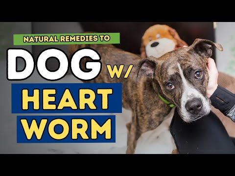Do You Really Need Heartworm Prevention? Exploring Natural Alternatives!