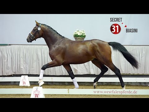 Westf. Hauptkörung Reitpferdehengste 2020: 31 Secret - Biasini - Ehrentusch