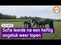 Sofie leerde opnieuw lopen na ernstig ongeluk met paard - GLD DOC