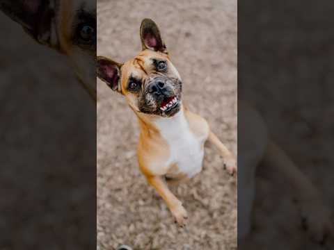 Found a French Frenchie 🐶