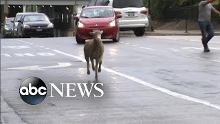 Runaway Lamb Dodges Traffic After Slaughterhouse Escape