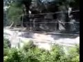Detroit Zoo Lion Roar