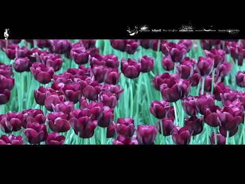 Veizo - Bloom For You (Ishiro Remix)(High Emotions Recordings) Uplifting Trance