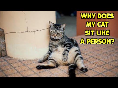 Why Do Cats Sometimes Sit Like Humans?