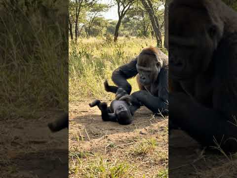 The Sweetest Gorilla Hug You'll Ever See! 🦍🥺 #shorts #cuteanimals