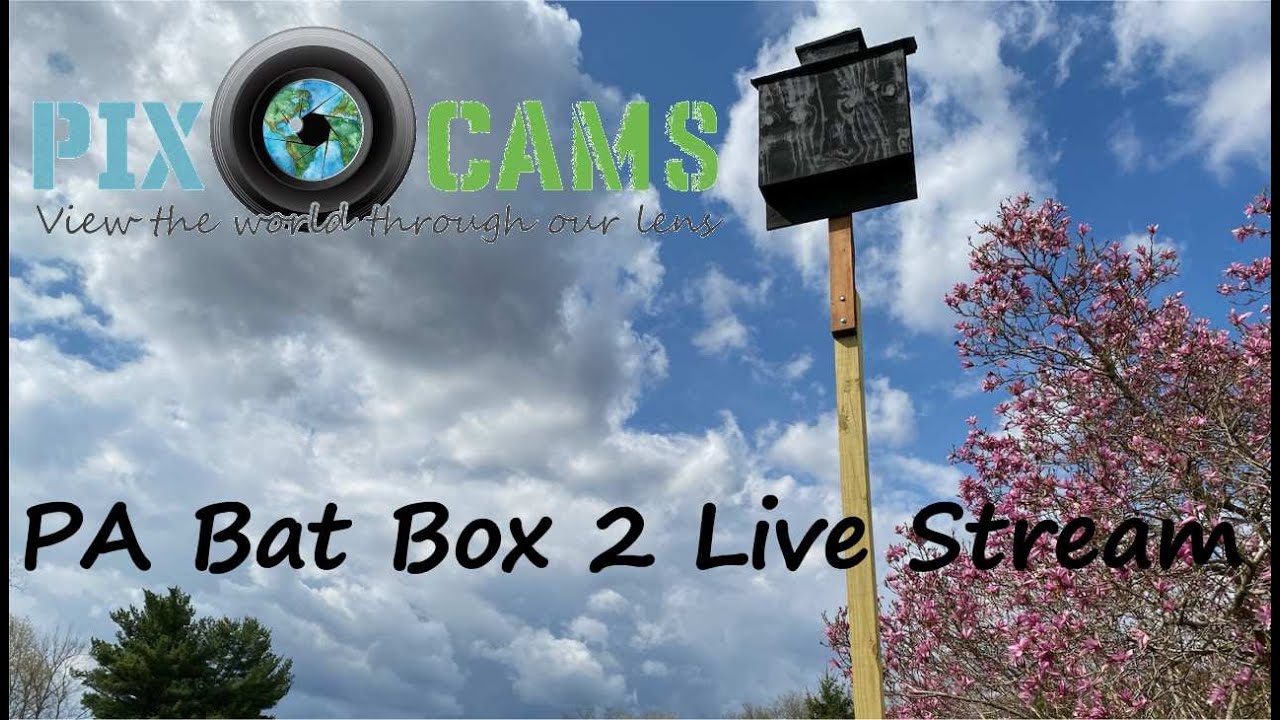 Live webcam view of Interior de Caja de Murciélagos