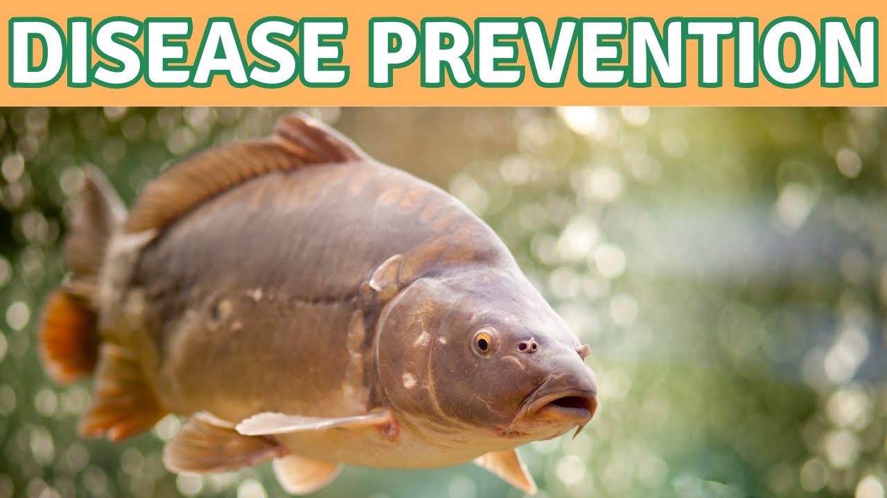 Disease Protection in Fish Farming: 3 Levels of Biosecurity in Aquaculture