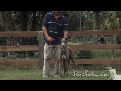 Greyhounds for families with kids!