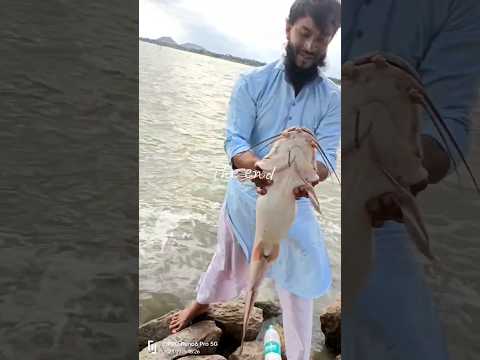 maroof cat fish catching