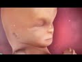 Inside pregnancy 10-14 weeks/ Mtoto tumboni mimba ya wiki 10-14