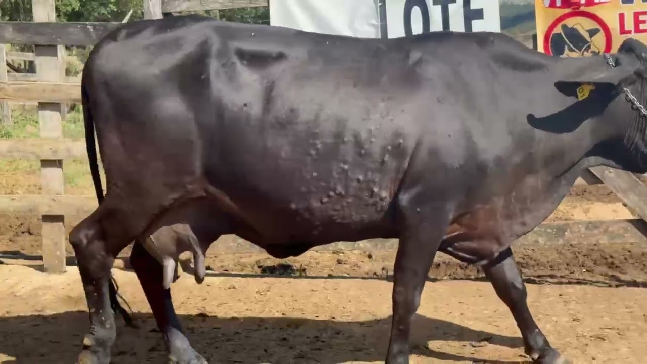 LOTE 11