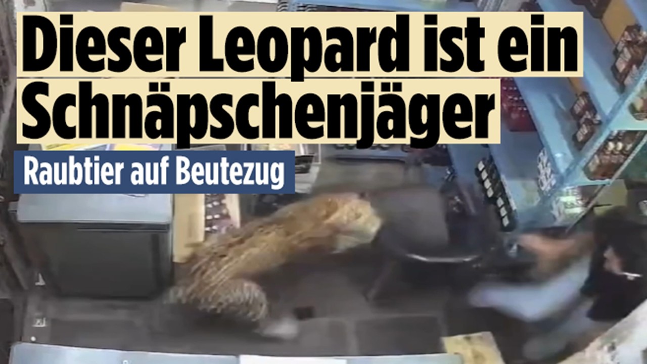 Panik im Schnapsladen: Leopard macht Jagd auf Ladenbesitzer in Indien