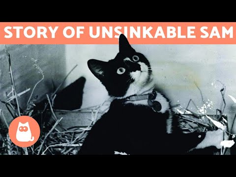 The CAT that SURVIVED 3 SHIPWRECKS 🚢🐱 (Unsinkable Sam/Oskar)