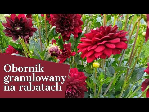 OBORNIK GRANULOWANY KIEDY I JAK STOSUJĘ