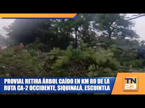 Provial retira árbol caído en km 80 de la ruta CA-2 Occidente, Siquinalá, Escuintla