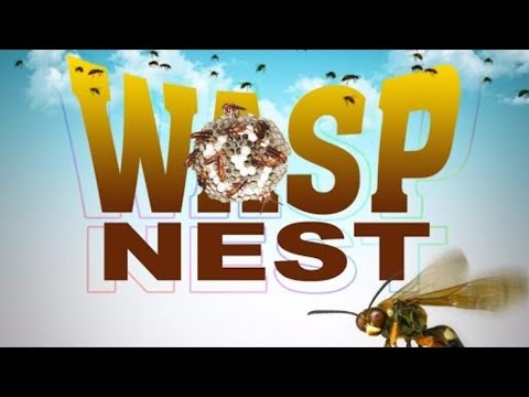 D Black Man - Nine Night [Wasp Nest Riddim] December 2014