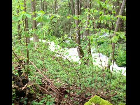 le sorbier de l'oural