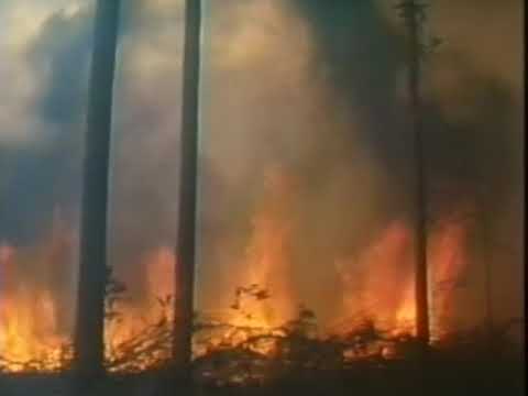 Sting for the Rainforest Foundation PSA 1989