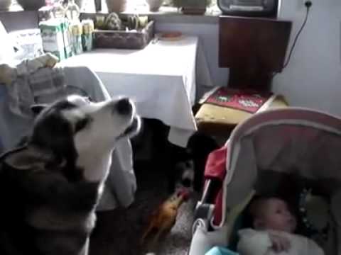 Un chien calme bébé en pleure.