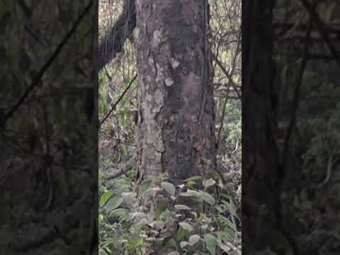 Avistamiento de una Ardilla en Nocaima Cundinamarca muchos años sin ver una