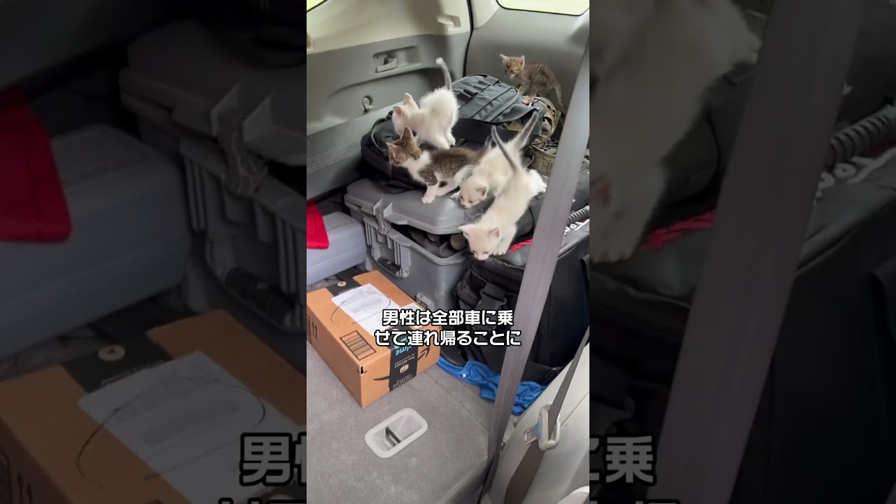 野良猫 1 匹を助けようとしたら… まさかの大集結に感動