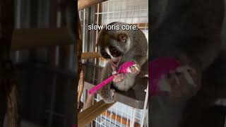 Download lagu slow loris core🤣They move very slowly😅 #living_life #funny #viralvideo #shorts #slowloris mp3 Download lagu slow loris core🤣They move very slowly😅 #living_life #funny #viralvideo #shorts #slowloris mp3