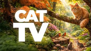 Cat TV 🐱 6 Hour Bird and Wildlife Video for Cats 🎶 Calming Music & Interactive Cat Entertainment