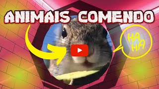 Animais e Pets comendo