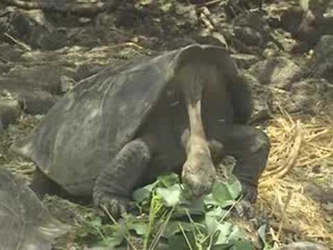 ガラパゴス：ヤギの駆除 (5/7) (Galapagos: eradication of goats (5/7))