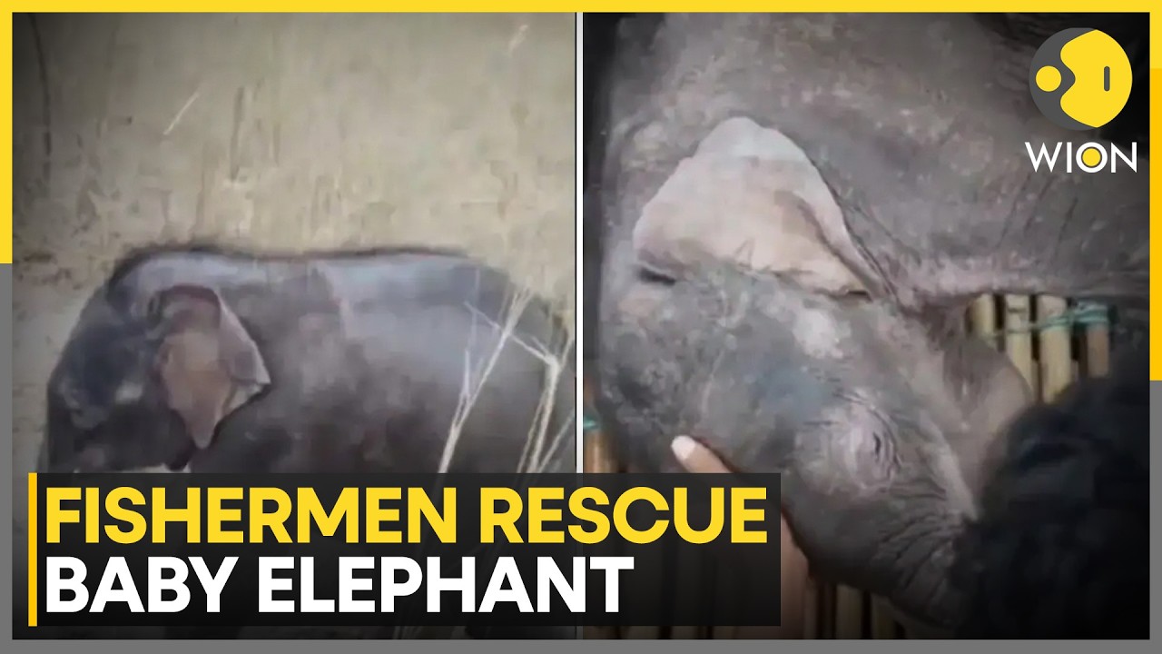 Local Fisherman Carry Out Rescue Operation of a Baby Elephant | WION News