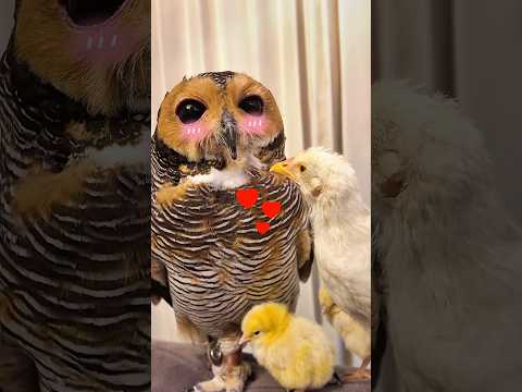 Wekk!!😝Ini Ayam Peliharaan Bibib!🐔🦉 #owl #funny #cute #funnyvideos #animals #pets #cat