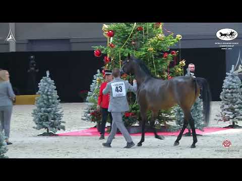 N 43 EL FARIDA   World Arabian Horse Championship 2021   PARIS   Junior Fillies Class 2B