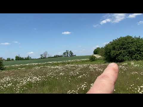 Martin Lines showing us pollinator resources in flower enhanced margins and hedges on his farm.