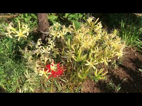  2024 年にラズベリーの吸盤を植えるのに最適な時期はいつですか?春にこれらの低木を移植するにはどうすればよいですか？  庭園