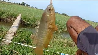 Download lagu Fishing||incredible fishing video||Catching monster fish with single(big)hook||In flood water mp3