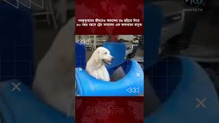 পথকুকুরদের জীবনেও আনন্দের রঙ ছড়িয়ে দিতে ৮০ বছর বয়সে ট্রেন বানালেন এক অসাধারণ মানুষ l #deeptonews