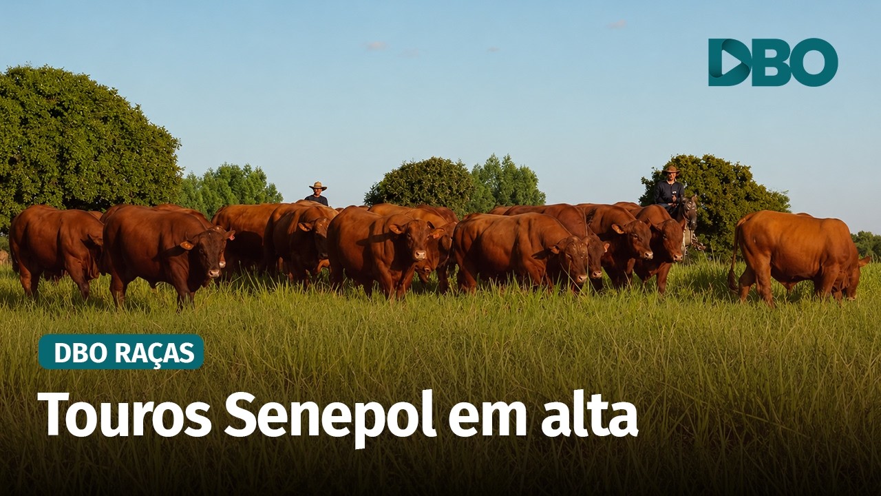 Senepol ganha força no Brasil com procura crescente por touros e genética