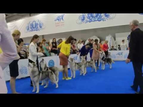World Dog Show-16/ Winter Melody Tango With Power/ Champions Class