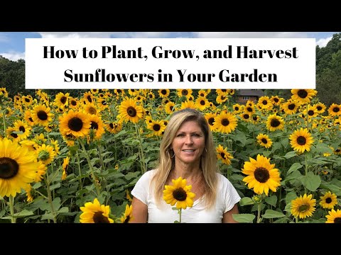 How to Plant, Grow & Harvest Sunflowers in Your Garden 🌻