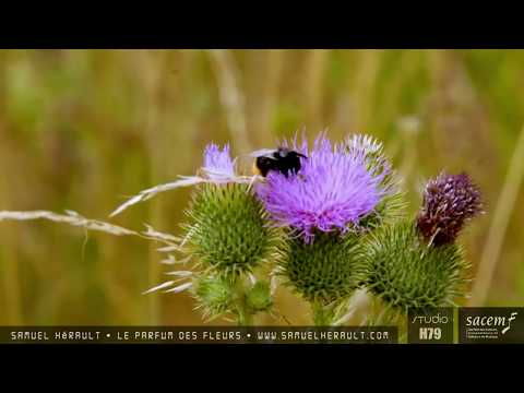 Le parfum des fleurs