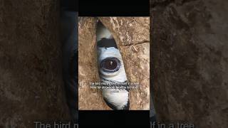 Download lagu The Bird Couple That Stays Loyal for Life #animals #birds #wildliferescue #shorts #bird mp3 Download lagu The Bird Couple That Stays Loyal for Life #animals #birds #wildliferescue #shorts #bird mp3