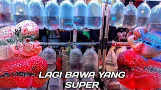 Download lagu Price Review of Kamfa Flowerhorn Fish. SRD SRM Cencu. At Bang Topik's stall. At Jatinegara Orname... mp3