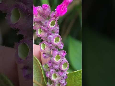 Cloud Forest Sages: 12ft Salvia & Lever Mechanisms