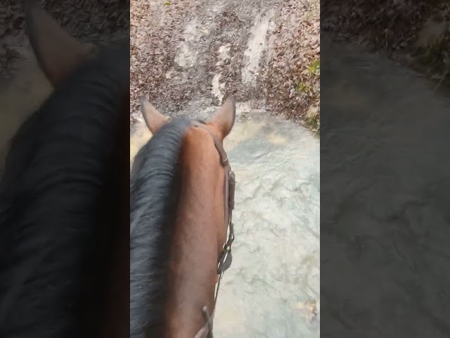 Chic SF 4 ans - 1,69m - Top origines - Style et moyens 