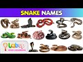 Learn Snake Names In 10 Minutes Fun English For Kids Kids English Study