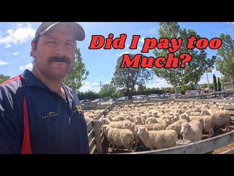 Buying Ewes in 2026..... What did they cost???