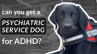 Can You Get a Service Dog for ADHD? (for the US)