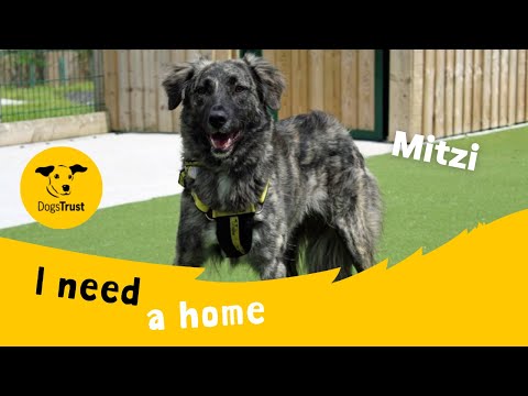 Mitzi the magnificent Crossbreed | Dogs Trust Darlington